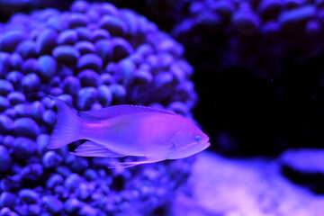 A fish in purple lighting  sea fish coral swimming №53770