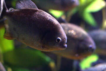 Un pesce in una vasca due pesci №53944