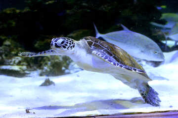 sea turtle and fish №53805