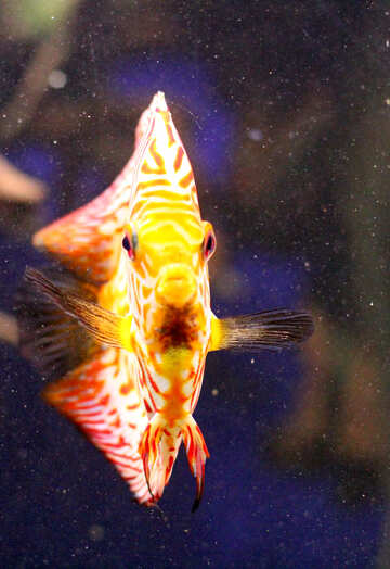 A yellow fish №53973