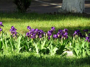 Lila Blüten Iris blau №53398