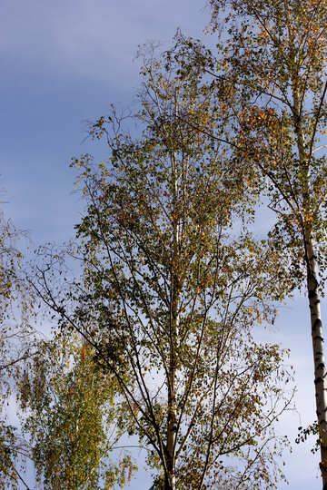 Autumn trees sky №53255