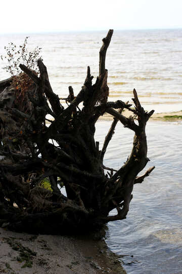 Racines dans l`eau arbre mort rivière plage №53319
