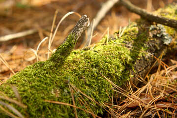 green grass log fungus №53294