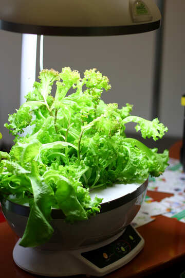 Planta de jardín en casa