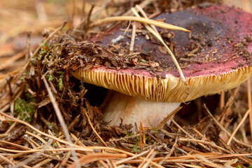 Nature brown edible mushroom russula integra №53286