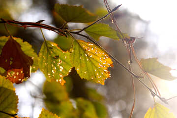 Leaves autumn №53282