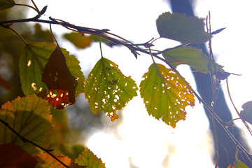 Folhas de outono na árvore №53283