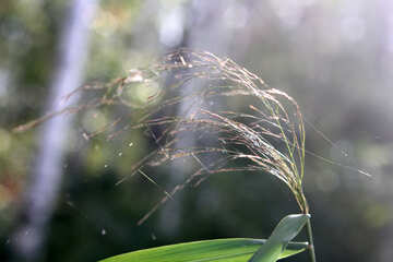 Una brisa que sopla a través de una planta de hierba de rama de flor №53320