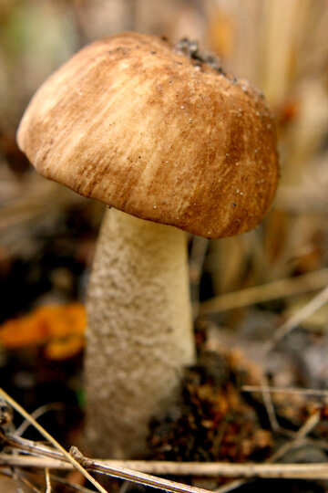 mushroom №53261