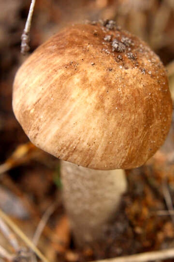 Un veleno di funghi marroni №53263