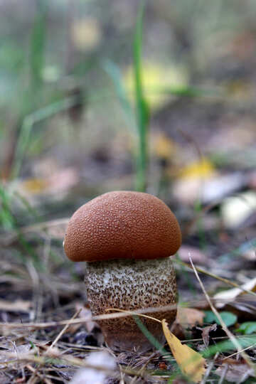 Il fungo può usare questa immagine in alcuni poster sulla natura e sui parchi nazionali №53341