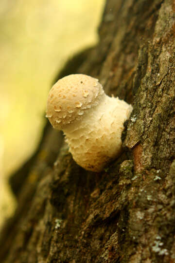 Mushroom on tree №53304