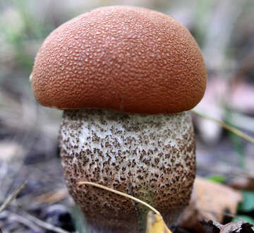 Eine Nahaufnahme eines essbaren Pilzes der Pilznaturlandschaftsorangenmakrofotografie №53342