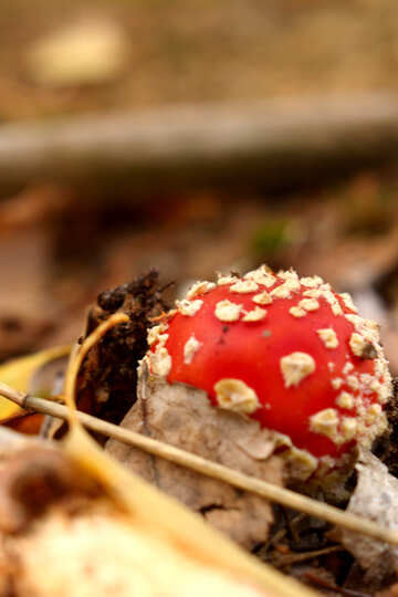 Mushroom №53276