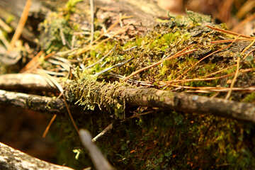 branches with moss №53290