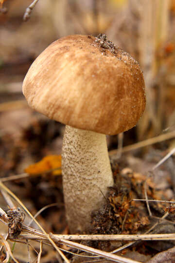 a poisonous mushroom №53260