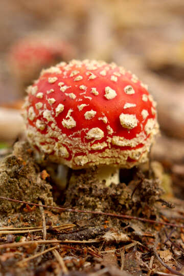 Red Mushroom №53273