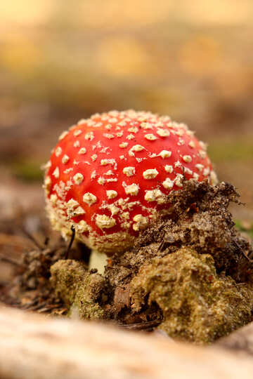 Red Mushroom №53275