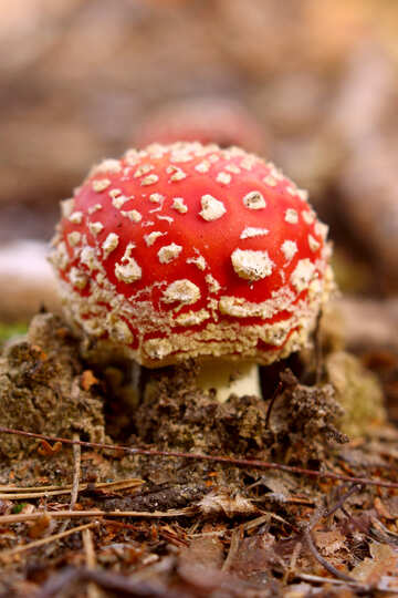 Um cogumelo ruivo №53272