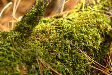 some type of plant moss grass №53293