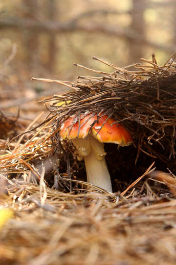 Mushroom under dry grass №53288
