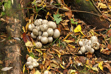Pilze in einem Wald №53732