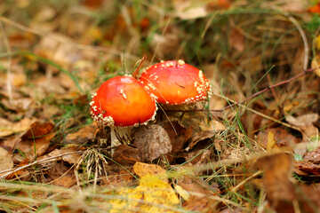 Two Mushrooms in forest red cap №53743