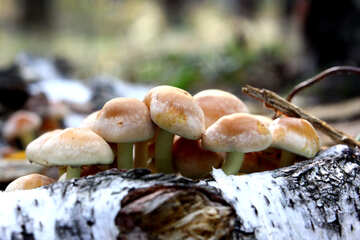 Mushrooms on birch №53334