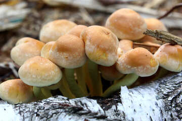 a clump of mushrooms on a birch tree limb №53336