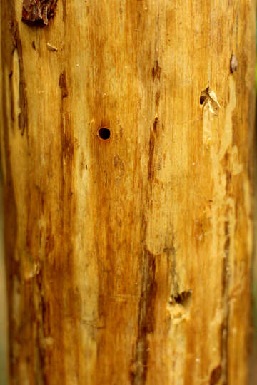 Natural wood texture №53723