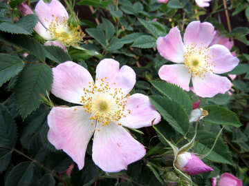 Flores rosadas №53439