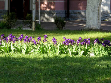 紫の花とパステルピンクとグレーの家 №53397