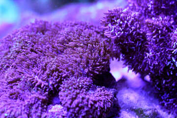 Plantas púrpuras del mar №53777