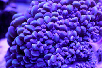 紫のもの石 №53771