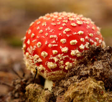 Ein roter Pilz mit Sporen №53274