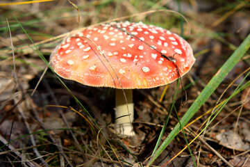 Red,with white spots mushroom №53311