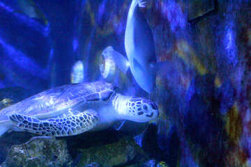A turtle swimming blue sea underwater ocean №53881