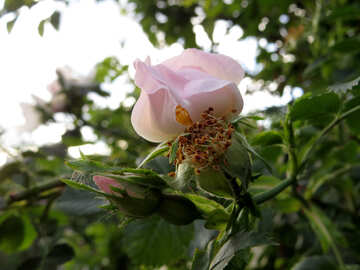 Rosa Buschblumen stiegen auf №53421