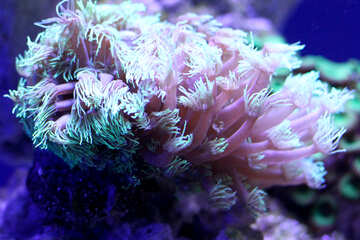 Sea anemone №53822