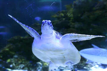 Meeresschildkröte №53807