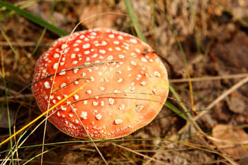 Mushroom a close up of some grass outdoor wildlife №53310