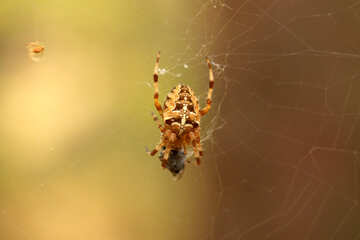 Brown close up di un ragno artropodi insetto fotografia macro №53303