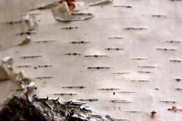 Tree Bark silted piece of paper №53269