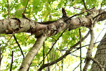 Branche d`arbre et feuilles №53730