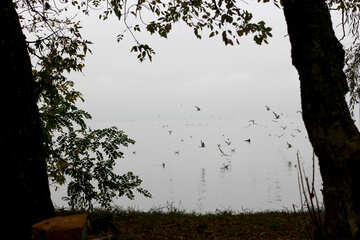 Un primer plano de un árbol cielo despejado pájaros en un estanque siluetas №53735