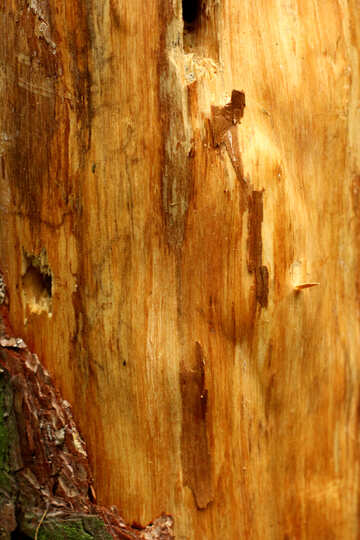 Madera de árbol con corteza envuelta №53726