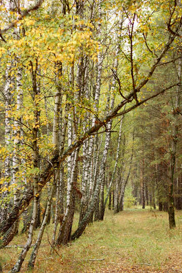 Forêt et arbres №53744
