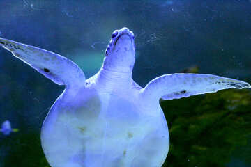 turtle swimming №53809