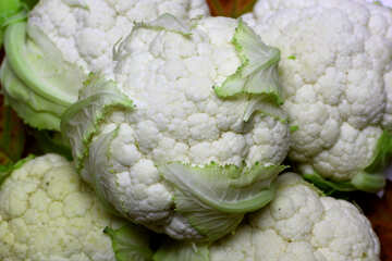 Kolliflower pflanze vegatable №53650